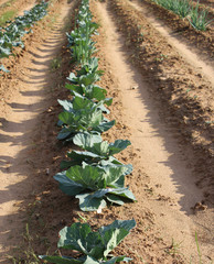 vegetable field (b)