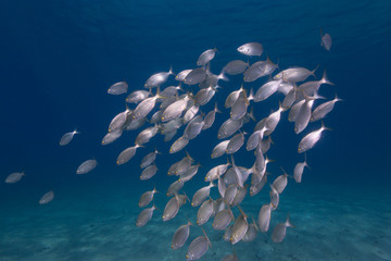 PAISAJE SUBMARINO