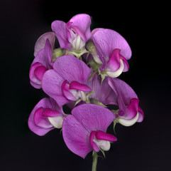 Wild Sweet Pea Flower