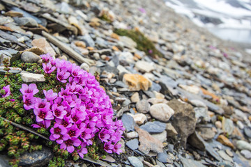Arctic spring in south Spitsbergen © KrisGrabiec
