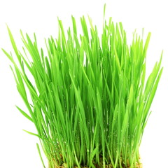 fresh wheat grass sprouted in white background
