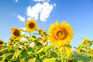 Sunflower plant on blue sky