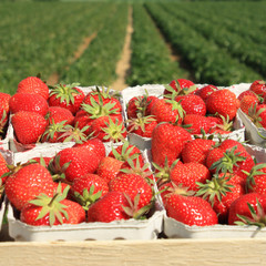 Erdbeeren Plantage an einem sonnigen Tag