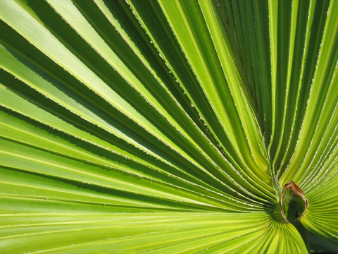 Fototapeta Caribbean palm leaf detail