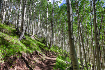 AZ-Coconino National Forest-Inner Basin Trail-These images were captured in the aspen meadow along the trail.