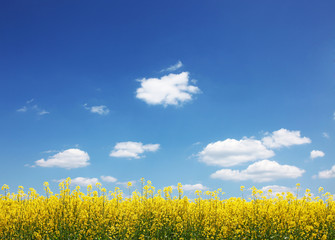 Obraz premium Rapsfeld im Sommer