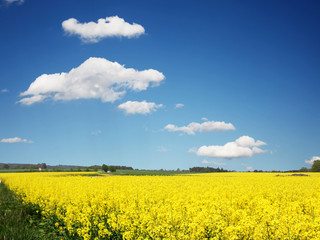 Obraz premium Rapsfeld im Sommer