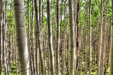 AZ-Coconino National Forest-Inner Basin Trail-These images were captured in the aspen meadow along the trail.