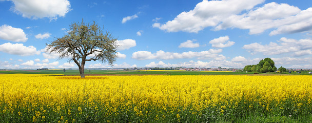 Rapsfeld Sommer Panorama