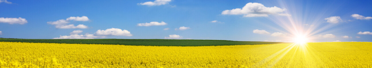 Rapsfeld Sommer Panorama