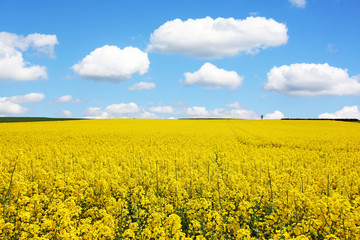 Rapsfeld im Sommer
