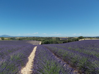 Fototapeta premium provence