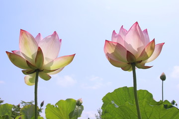 Obraz premium ハス