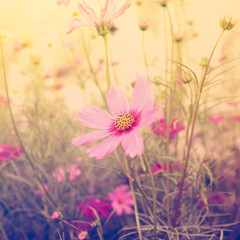 Cosmos flower vintage