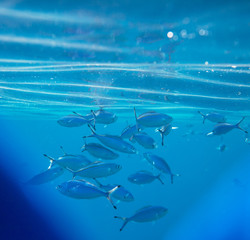 Obraz premium Coral fish