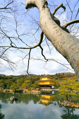 Fototapeta premium Kinkakuji Temple (The Golden Pavilion)