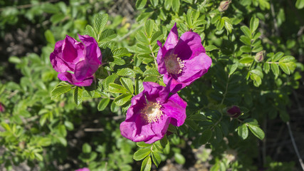 Wild rose: flowers and fruits
