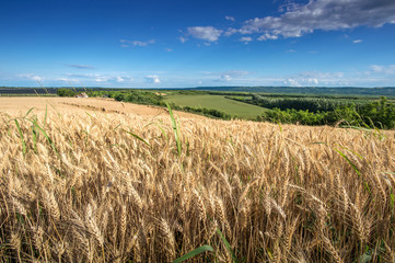 wheat Field
