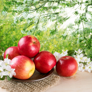 Still life with apples and twig of apple tree