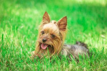 seated yorkshire terrier puppy dog