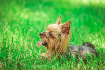 side view of a cute yorkshire terrier puppy dog panting