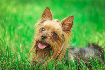 happy yorkshire terrier puppy dog panting in the grass