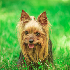 face of a cute yorkshire terrier puppy dog in the grass