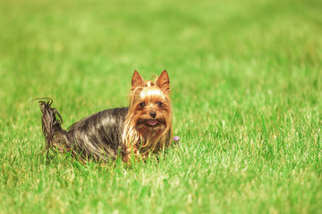 beautiful yorkshire terrier puppy dog playing and running