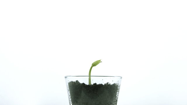 Small green plant growing on white