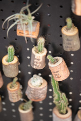 Small cactus in pots