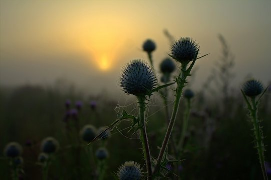 Weg-Distel (Carduus acanthoides)
