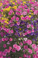 Obraz premium Farm and garden nursery in Canby Oregon.