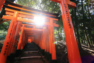 Naklejka premium Fushimi Inari Taisha Shrine in Kyoto, Japan