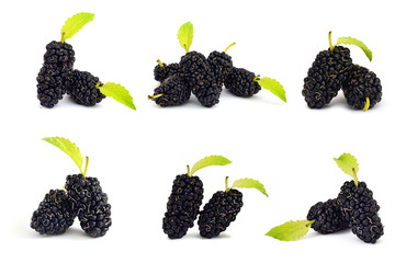 Collection mulberry fruit isolate on white baackground