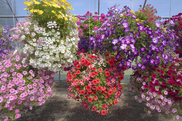 Farm and garden nursery in Canby Oregon.