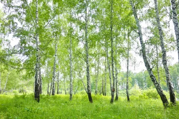  birch forest © rufar