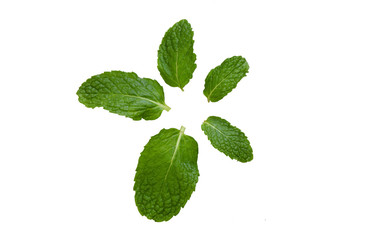 Various size of mint leaves