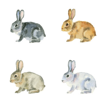 Watercolor painting. Black, red, white and brown rabbits