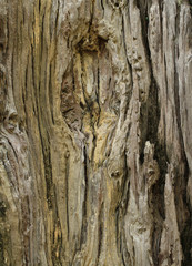 Dead tree trunk texture background