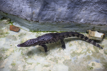 Siamese Crocodile at Dusit Zoo, Bangkok Thailand