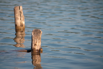 Old pier poles in Castel Gandolfo Lake