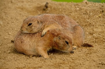 プレーリードッグ