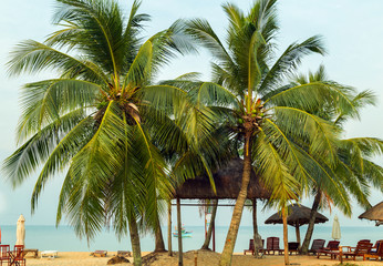 Palm trees or beach