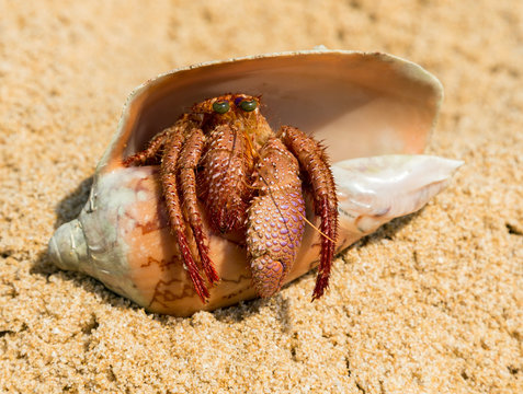 Hermit crab in the shell on a sand beach