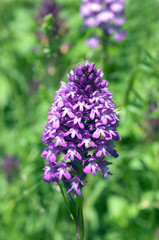 Pyramidenorchidee, Pyramiden-Orchidee, Anacamptis pyramidalis,