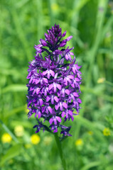Pyramidenorchidee, Pyramiden-Orchidee, Anacamptis pyramidalis,
