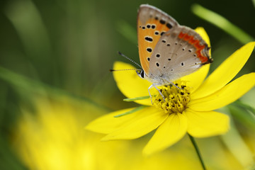 黄色い花とシジミ蝶　スペース
