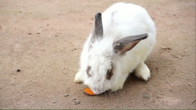 Little bunny eating carrot on the ground
