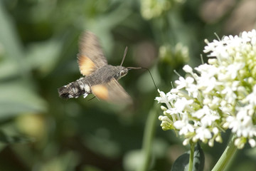 Taubenschwaenzchen; Macroglossum; stellatarum;