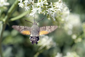 Taubenschwaenzchen; Macroglossum; stellatarum;